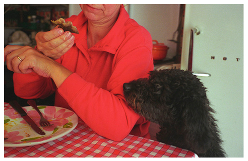 Chien