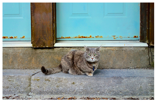 Chat